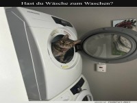 Katze als Waschmaschinen-Inspektor