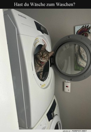 Katze-als-Waschmaschinen-Inspektor.jpg auf www.funpot.net