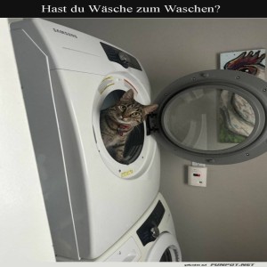 fun-Bild: Katze als Waschmaschinen-Inspektor