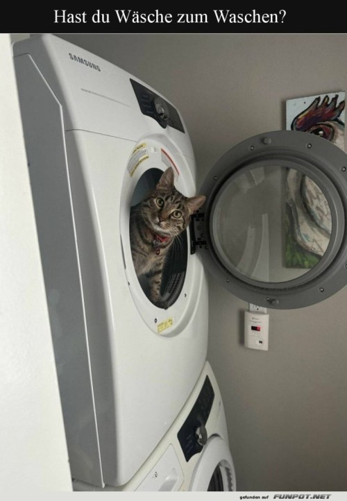 Katze-als-Waschmaschinen-Inspektor.jpg auf www.funpot.net