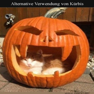 K�rbis-Katzenkuschel-H�hle.jpg von Josefin