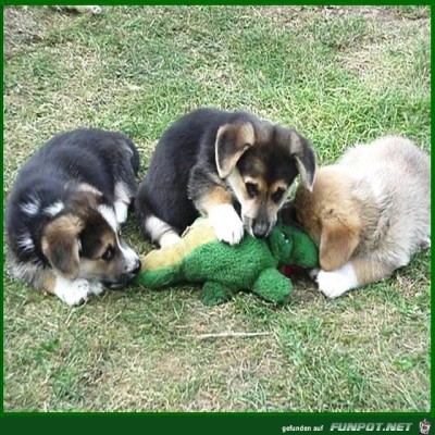 KillerDogs.jpg von wurm