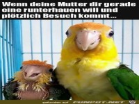 Pl�tzlich kommt Besuch