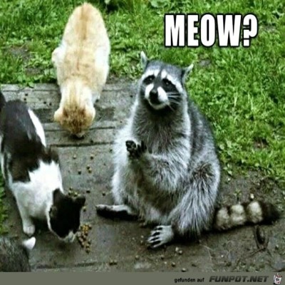 Ich-bin-auch-eine-Katze.jpg von Lasse