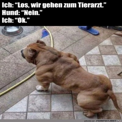 Hund-hat-Muckis.jpg von Lou