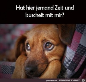 Kuschelt-jemand-mit-mir?.jpg auf www.funpot.net