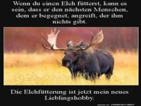 Elchf�tterung