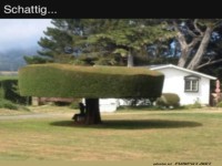 schattiges Pl�tzchen