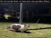 Katze mit Herzmuster auf der Wiese