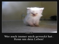 Grumpy K�tzchen: Morgenmuffel auf Samtpfoten