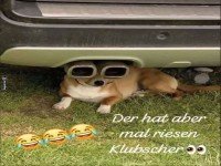 Kleiner Hund mit Riesenbrille!