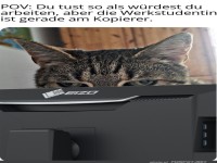 Katzen-Chef beim Meetings-Abklatsch!