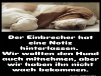Schlafexperte auf vier Pfoten