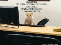 Katzen-IT: Auf der Suche nach dem Schabernack!