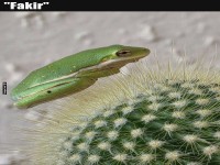 Frosch im Nadelbett: Ein stacheliges Abenteuer