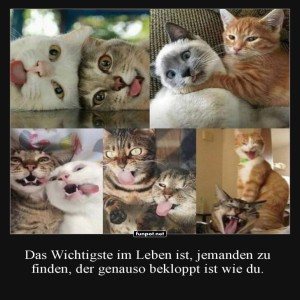 Flauschige-Freunde-in-der-Katzenkom�die.jpg von Queen40