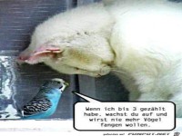 Vogel beschw�rt Katze