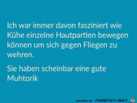 K�he sind faszinierend