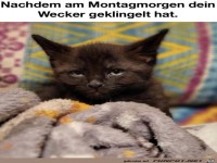 Das Montagsgesicht
