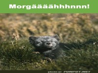Morgen