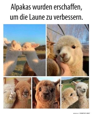 Alpakas-sind-lustig.jpg auf www.funpot.net