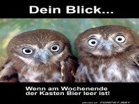 Eulenblick am Wochenende