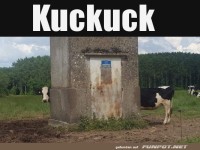 Lustige Kuh schaut hinter einem Geb�ude hervor