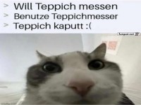 Katze und das Teppich-Missgeschick