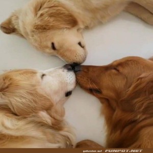 Hunde-Nasen.jpg von Brenda22