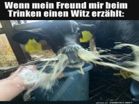 Lacher in der Milchbar