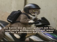 Die Fluchtpl�ne der Samtpfoten