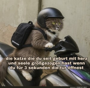 Die-Fluchtpl�ne-der-Samtpfoten.jpg auf www.funpot.net