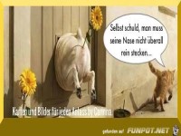 Selber schuld