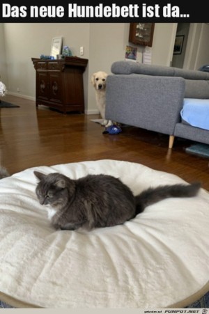 Neues-Hundebett-wurde-bereits-anektiert.jpg auf www.funpot.net