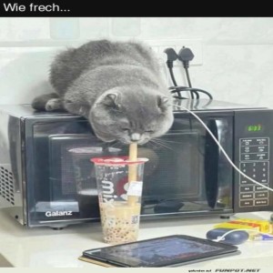 fun-Bild: Katzenschabernack mit Bubble Tea
