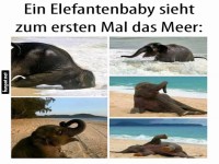 Elefantenbaby am Strand