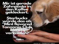 Hund mit Kaffee und witzigem Zahncreme-Unfall