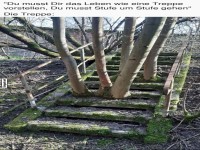 Verwachsene Treppe im Wald