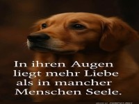Ein Blick voller Liebe: Der treue Hund