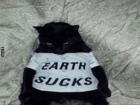 M�rrische Katze mit frechem T-Shirt