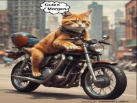 Motorrad-Katze auf der Morgenrunde!