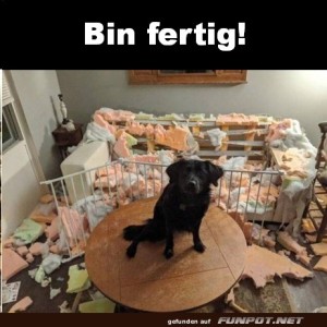 Hund-hat-ganze-Arbeit-geleistet.jpg von Queen40