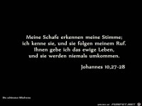 johannes 10 27-28