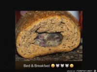 Bed & Breakfast