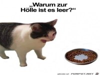 Typisch Katze