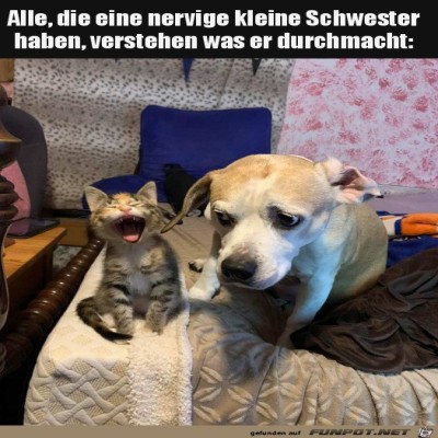 Die-Kleine-nervt.jpg von Thies