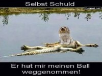 Hund auf Krokodil: Selbstschuld Humorbild