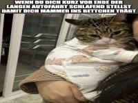 Kuschelige Katze in Decke gewickelt
