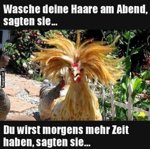 Wenn-die-Morgensession-ein-Hühnerfrisuralarm-wird.jpg auf www.funpot.net