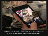 Katzen-Selfies: Es kann schiefgehen!